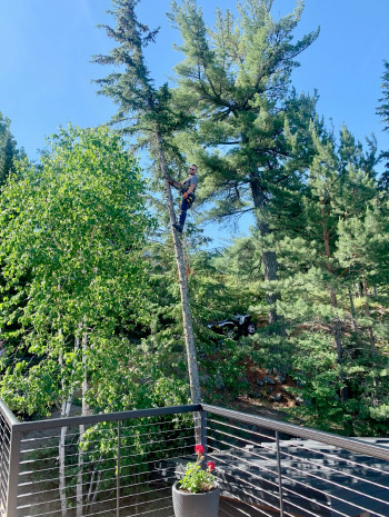 Man in tall tree with chain saw