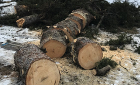 Recently fallen tree trunk cut up into pieces