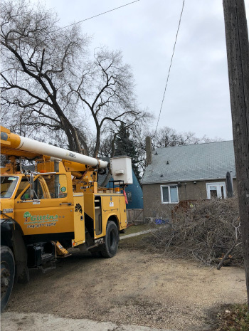 Boom truck and cut tree branches